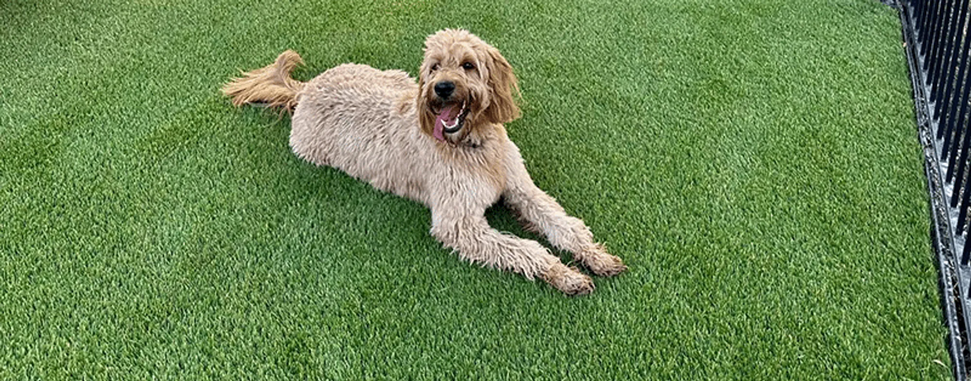 Close-up of pet-safe artificial turf fibers in a Fort Worth backyard
